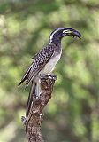 African Gray Hornbill